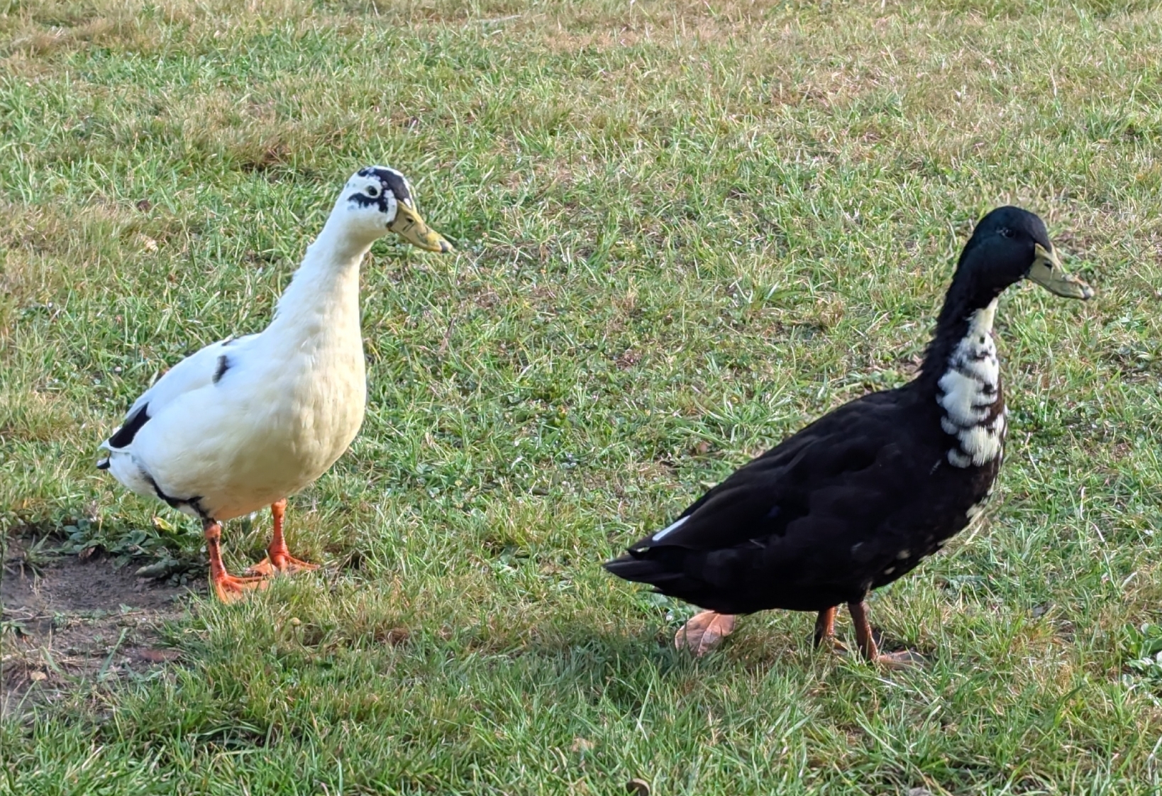 enter image description here